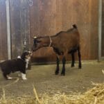 Berger australien americain mini a la ferme