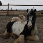 Berger australien americain mini a la ferme