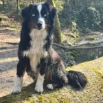 Sunday berger australien mini american - ocean-alohi.ch - elevage professionnel