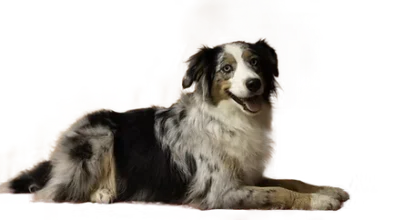 berger australien miniature - ocean-alohi.ch - élevage professionnel