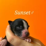 chiot berger australien mini american - ocean-alohi.ch - elevage professionnel familial