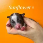 chiot berger australien mini american - ocean-alohi.ch - elevage professionnel familial