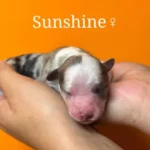 chiot berger australien mini american - ocean-alohi.ch - elevage professionnel familial