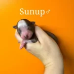 chiot berger australien mini american - ocean-alohi.ch - elevage professionnel familial