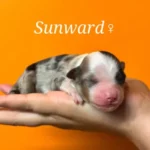 chiot berger australien mini american - ocean-alohi.ch - elevage professionnel familial