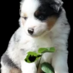 chiot berger américain élevage ocean-alohi.ch pension professionnelle familial