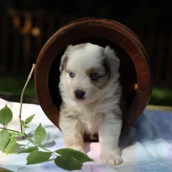 Chiot berger australien pension élevage ocean-alohi.ch professionnel familial