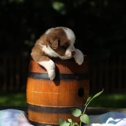 Chiot berger mini Bussigny élevage pension ocean-alohi.ch familial professionnel