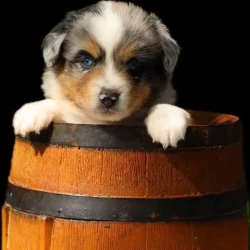 Chiot dans tonneau ocean-alohi.ch pension élevage professionnel familial