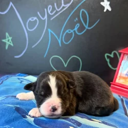 Chiot mini américain pension chiens bussigny familiale et professionnelle