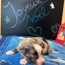 Chiot mini américain pension chiens bussigny familiale et professionnelle