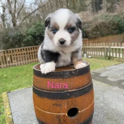 chiot assis sur tonneau pension professionnelle et familiale et elevage à bussigny
