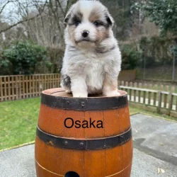 chiot assis sur tonneau pension professionnelle et familiale et elevage à bussigny