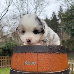 chiot assis sur tonneau pension professionnelle et familiale et elevage à bussigny