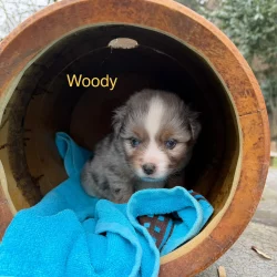 chiot assis sur tonneau pension professionnelle et familiale et elevage à bussigny
