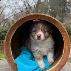 chiot assis sur tonneau pension professionnelle et familiale et elevage à bussigny