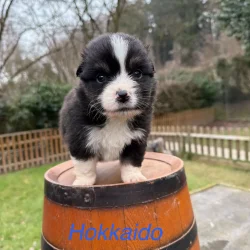 chiot assis sur tonneau pension professionnelle et familiale et elevage à bussigny