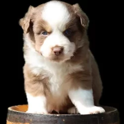 chiot berger américain assis tonneau pension ocean-alohi.ch élevage professionnel familial