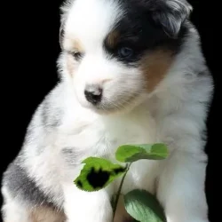 chiot berger américain élevage ocean-alohi.ch pension professionnelle familial